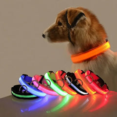 Dog LED Collar